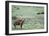 Kenya, Masai Mara National Reserve, Spotted Hyena-Anthony Asael-Framed Photographic Print