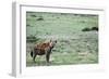 Kenya, Masai Mara National Reserve, Spotted Hyena-Anthony Asael-Framed Photographic Print