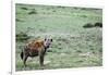 Kenya, Masai Mara National Reserve, Spotted Hyena-Anthony Asael-Framed Photographic Print