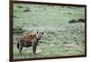Kenya, Masai Mara National Reserve, Spotted Hyena-Anthony Asael-Framed Photographic Print
