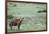 Kenya, Masai Mara National Reserve, Spotted Hyena-Anthony Asael-Framed Photographic Print