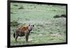 Kenya, Masai Mara National Reserve, Spotted Hyena-Anthony Asael-Framed Photographic Print