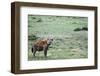 Kenya, Masai Mara National Reserve, Spotted Hyena-Anthony Asael-Framed Photographic Print