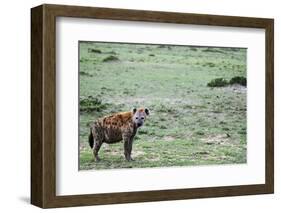 Kenya, Masai Mara National Reserve, Spotted Hyena-Anthony Asael-Framed Photographic Print