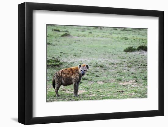 Kenya, Masai Mara National Reserve, Spotted Hyena-Anthony Asael-Framed Photographic Print