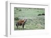 Kenya, Masai Mara National Reserve, Spotted Hyena-Anthony Asael-Framed Photographic Print