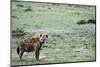 Kenya, Masai Mara National Reserve, Spotted Hyena-Anthony Asael-Mounted Photographic Print