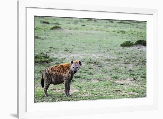 Kenya, Masai Mara National Reserve, Spotted Hyena-Anthony Asael-Framed Photographic Print