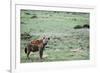 Kenya, Masai Mara National Reserve, Spotted Hyena-Anthony Asael-Framed Photographic Print