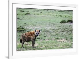 Kenya, Masai Mara National Reserve, Spotted Hyena-Anthony Asael-Framed Photographic Print