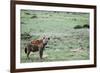 Kenya, Masai Mara National Reserve, Spotted Hyena-Anthony Asael-Framed Photographic Print