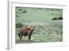 Kenya, Masai Mara National Reserve, Spotted Hyena-Anthony Asael-Framed Photographic Print