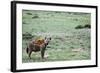 Kenya, Masai Mara National Reserve, Spotted Hyena-Anthony Asael-Framed Photographic Print