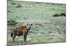 Kenya, Masai Mara National Reserve, Spotted Hyena-Anthony Asael-Mounted Photographic Print