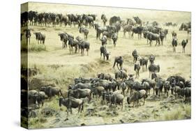 Kenya, Masai Mara National Reserve, Zebras and Wildebeests Ready for the Great Migration-Anthony Asael-Stretched Canvas