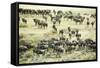 Kenya, Masai Mara National Reserve, Zebras and Wildebeests Ready for the Great Migration-Anthony Asael-Framed Stretched Canvas