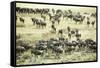 Kenya, Masai Mara National Reserve, Zebras and Wildebeests Ready for the Great Migration-Anthony Asael-Framed Stretched Canvas