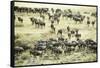 Kenya, Masai Mara National Reserve, Zebras and Wildebeests Ready for the Great Migration-Anthony Asael-Framed Stretched Canvas