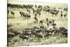 Kenya, Masai Mara National Reserve, Zebras and Wildebeests Ready for the Great Migration-Anthony Asael-Stretched Canvas