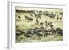 Kenya, Masai Mara National Reserve, Zebras and Wildebeests Ready for the Great Migration-Anthony Asael-Framed Photographic Print