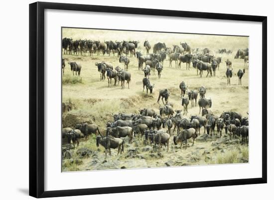 Kenya, Masai Mara National Reserve, Zebras and Wildebeests Ready for the Great Migration-Anthony Asael-Framed Photographic Print