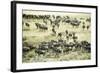 Kenya, Masai Mara National Reserve, Zebras and Wildebeests Ready for the Great Migration-Anthony Asael-Framed Photographic Print