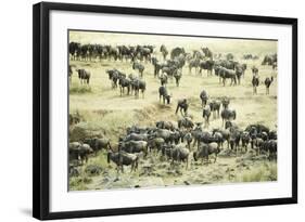 Kenya, Masai Mara National Reserve, Zebras and Wildebeests Ready for the Great Migration-Anthony Asael-Framed Photographic Print