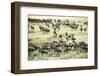 Kenya, Masai Mara National Reserve, Zebras and Wildebeests Ready for the Great Migration-Anthony Asael-Framed Photographic Print