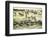 Kenya, Masai Mara National Reserve, Zebras and Wildebeests Ready for the Great Migration-Anthony Asael-Framed Photographic Print