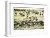 Kenya, Masai Mara National Reserve, Zebras and Wildebeests Ready for the Great Migration-Anthony Asael-Framed Photographic Print