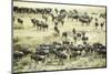 Kenya, Masai Mara National Reserve, Zebras and Wildebeests Ready for the Great Migration-Anthony Asael-Mounted Photographic Print
