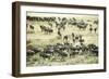 Kenya, Masai Mara National Reserve, Zebras and Wildebeests Ready for the Great Migration-Anthony Asael-Framed Photographic Print