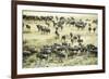 Kenya, Masai Mara National Reserve, Zebras and Wildebeests Ready for the Great Migration-Anthony Asael-Framed Photographic Print