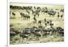 Kenya, Masai Mara National Reserve, Zebras and Wildebeests Ready for the Great Migration-Anthony Asael-Framed Photographic Print