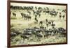 Kenya, Masai Mara National Reserve, Zebras and Wildebeests Ready for the Great Migration-Anthony Asael-Framed Photographic Print