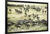 Kenya, Masai Mara National Reserve, Zebras and Wildebeests Ready for the Great Migration-Anthony Asael-Framed Photographic Print