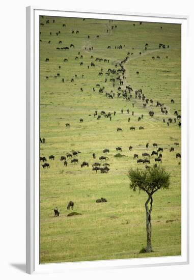 Kenya, Masai Mara, Thousands of Wildebeest Preparing of the Migration-Anthony Asael-Framed Premium Photographic Print