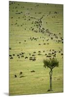 Kenya, Masai Mara, Thousands of Wildebeest Preparing of the Migration-Anthony Asael-Mounted Premium Photographic Print