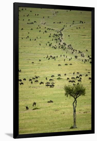 Kenya, Masai Mara, Thousands of Wildebeest Preparing of the Migration-Anthony Asael-Framed Premium Photographic Print