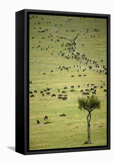 Kenya, Masai Mara, Thousands of Wildebeest Preparing of the Migration-Anthony Asael-Framed Stretched Canvas