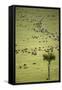 Kenya, Masai Mara, Thousands of Wildebeest Preparing of the Migration-Anthony Asael-Framed Stretched Canvas