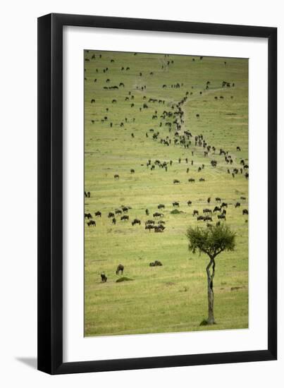 Kenya, Masai Mara, Thousands of Wildebeest Preparing of the Migration-Anthony Asael-Framed Premium Photographic Print