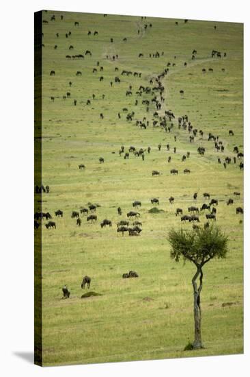 Kenya, Masai Mara, Thousands of Wildebeest Preparing of the Migration-Anthony Asael-Stretched Canvas