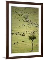 Kenya, Masai Mara, Thousands of Wildebeest Preparing of the Migration-Anthony Asael-Framed Photographic Print