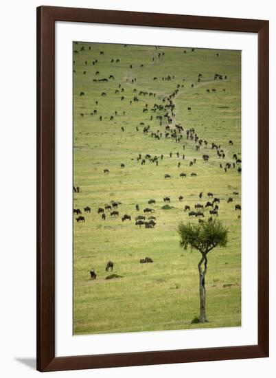 Kenya, Masai Mara, Thousands of Wildebeest Preparing of the Migration-Anthony Asael-Framed Photographic Print