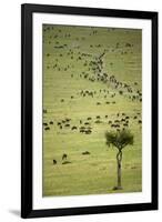 Kenya, Masai Mara, Thousands of Wildebeest Preparing of the Migration-Anthony Asael-Framed Photographic Print