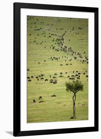 Kenya, Masai Mara, Thousands of Wildebeest Preparing of the Migration-Anthony Asael-Framed Photographic Print