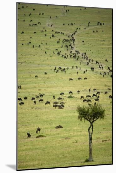 Kenya, Masai Mara, Thousands of Wildebeest Preparing of the Migration-Anthony Asael-Mounted Photographic Print