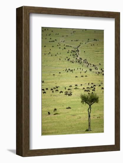 Kenya, Masai Mara, Thousands of Wildebeest Preparing of the Migration-Anthony Asael-Framed Photographic Print