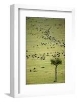 Kenya, Masai Mara, Thousands of Wildebeest Preparing of the Migration-Anthony Asael-Framed Photographic Print